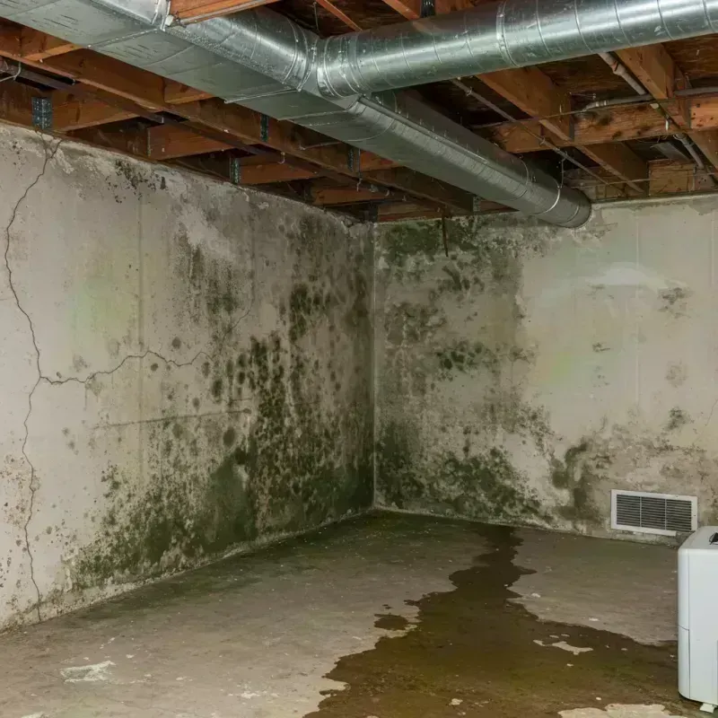 Professional Mold Removal in Columbia County, GA